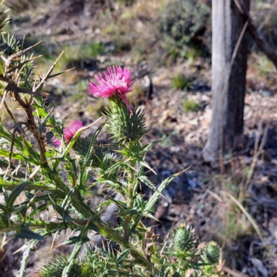 Cirsium vulgare (Spear Thistle) at Mount Majura - 16 Jun 2024 by abread111