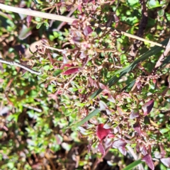 Einadia hastata (Berry Saltbush) at Mount Majura - 16 Jun 2024 by abread111