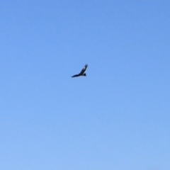 Aquila audax (Wedge-tailed Eagle) at Ginninderry Conservation Corridor - 16 Jun 2024 by VanceLawrence