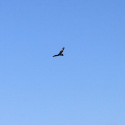 Aquila audax (Wedge-tailed Eagle) at Ginninderry Conservation Corridor - 16 Jun 2024 by VanceLawrence