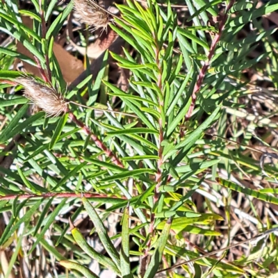 Grevillea sp. (Grevillea) at Mount Majura - 16 Jun 2024 by abread111