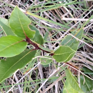 Viburnum tinus at Mount Majura - 16 Jun 2024 02:55 PM