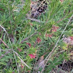 Grevillea sp. at Mount Majura - 16 Jun 2024