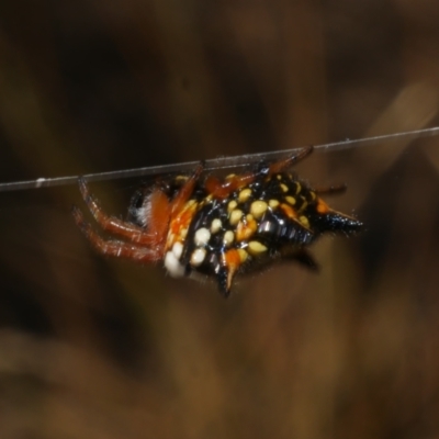 Austracantha minax (Christmas Spider, Jewel Spider) at WendyM's farm at Freshwater Ck. - 17 Feb 2023 by WendyEM