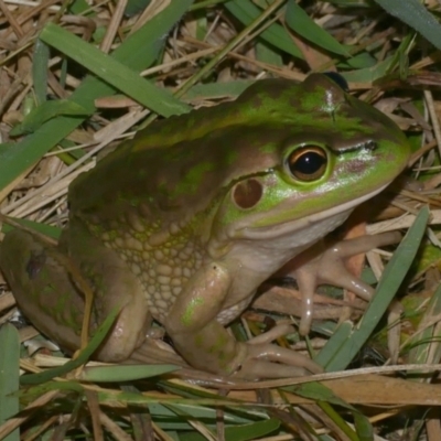 Litoria raniformis (Southern Bell Frog) at  - suppressed by WendyEM