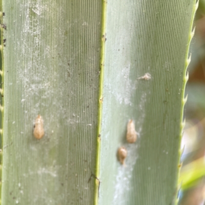 Coccus sp. (genus) at Coolangatta, QLD - 15 Jun 2024 by Hejor1