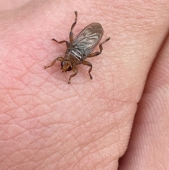 Hippoboscidae sp. (family) (Louse fly) at Wanniassa, ACT - 4 Apr 2024 by Tapirlord