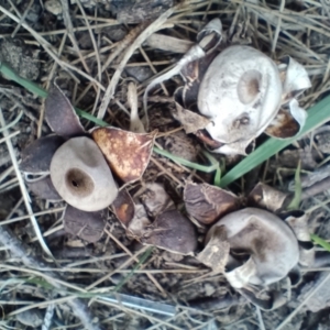 Geastrum sp. at Strathnairn, ACT - 25 May 2024 10:39 AM