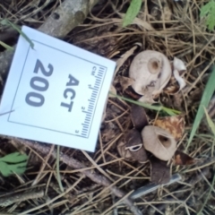 Geastrum sp. at Strathnairn, ACT - 25 May 2024 10:39 AM