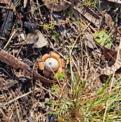 Geastrum triplex (Collared Earth Star) at Mount Majura - 15 Jun 2024 by EcolCara37