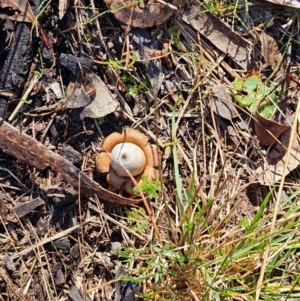 Geastrum triplex at Mount Majura - 16 Jun 2024