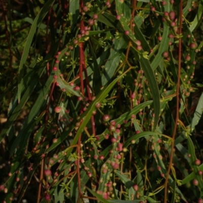 Eucalyptus insect gall at WendyM's farm at Freshwater Ck. - 17 Feb 2023 by WendyEM