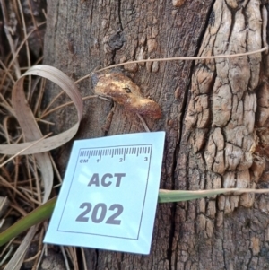 Truncospora ochroleuca at Uriarra Recreation Reserve - 25 May 2024