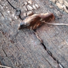 Truncospora ochroleuca at Uriarra Recreation Reserve - 25 May 2024 10:57 AM