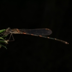 Austrolestes leda at WendyM's farm at Freshwater Ck. - 17 Feb 2023 by WendyEM