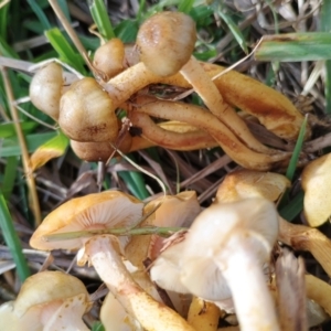 Armillaria luteobubalina at Uriarra Recreation Reserve - 25 May 2024