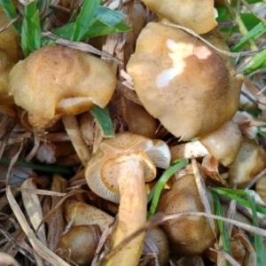 Armillaria luteobubalina at Uriarra Recreation Reserve - 25 May 2024