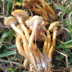 Armillaria luteobubalina at Uriarra Recreation Reserve - 25 May 2024