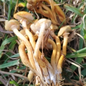 Armillaria luteobubalina at Uriarra Recreation Reserve - 25 May 2024