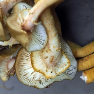 Armillaria luteobubalina at Uriarra Recreation Reserve - 25 May 2024