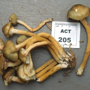 Armillaria luteobubalina at Uriarra Recreation Reserve - 25 May 2024