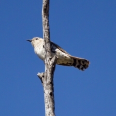 Chrysococcyx basalis (Horsfield's Bronze-Cuckoo) at Stony Creek - 17 Nov 2023 by KorinneM