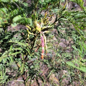 Acacia mearnsii at Mount Ainslie - 16 Jun 2024 02:03 PM