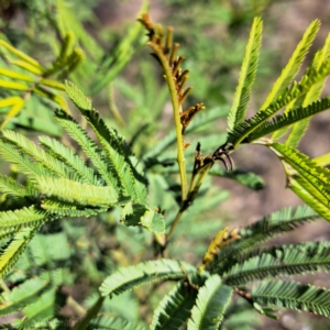 Acacia mearnsii at Mount Ainslie - 16 Jun 2024 02:03 PM