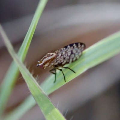 Sapromyza mallochiana (A lauxaniid fly) at Uriarra Village, ACT - 17 Nov 2023 by KorinneM