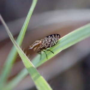 Sapromyza mallochiana at Stony Creek - 17 Nov 2023