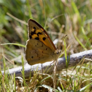 Heteronympha merope at Stony Creek - 17 Nov 2023