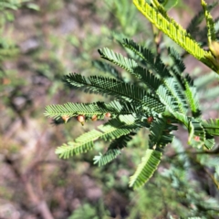 Austroacacidiplosis botrycephalae (A Gall Midge) at Mount Ainslie - 16 Jun 2024 by abread111