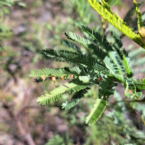 Austroacacidiplosis botrycephalae at Mount Ainslie - 16 Jun 2024 02:03 PM