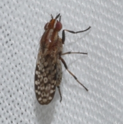 Sapromyza mallochiana (A lauxaniid fly) at WendyM's farm at Freshwater Ck. - 21 Feb 2023 by WendyEM