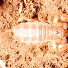 Urodacus manicatus (Black Rock Scorpion) at Mount Ainslie - 15 Jun 2024 by jb2602