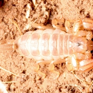 Urodacus manicatus at Mount Ainslie - 15 Jun 2024