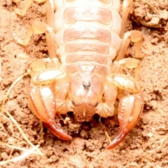 Urodacus manicatus at Mount Ainslie - 15 Jun 2024