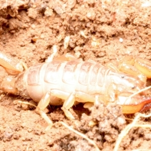 Urodacus manicatus at Mount Ainslie - 15 Jun 2024