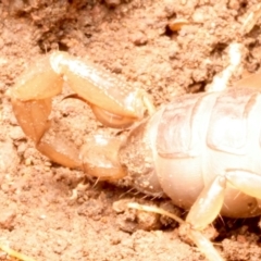 Urodacus manicatus at Mount Ainslie - 15 Jun 2024