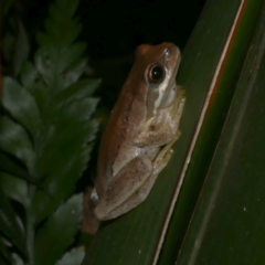 Litoria ewingii (Ewing's Tree Frog) at WendyM's farm at Freshwater Ck. - 20 Feb 2023 by WendyEM