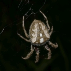 Araneinae (subfamily) at WendyM's farm at Freshwater Ck. - 21 Feb 2023 by WendyEM