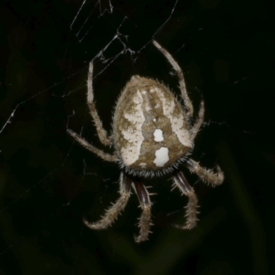 Araneinae (subfamily) at WendyM's farm at Freshwater Ck. - 21 Feb 2023 by WendyEM