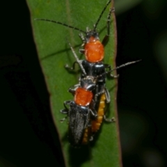 Chauliognathus tricolor (Tricolor soldier beetle) at WendyM's farm at Freshwater Ck. - 21 Feb 2023 by WendyEM