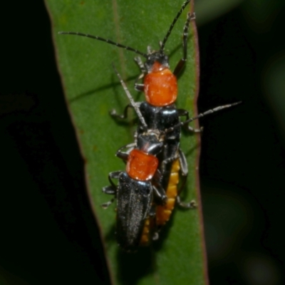 Chauliognathus tricolor (Tricolor soldier beetle) at WendyM's farm at Freshwater Ck. - 21 Feb 2023 by WendyEM