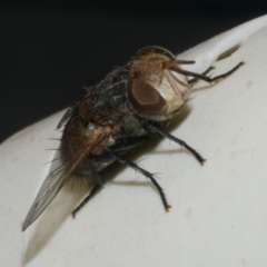 Calliphora sp. (genus) at WendyM's farm at Freshwater Ck. - 21 Feb 2023 by WendyEM