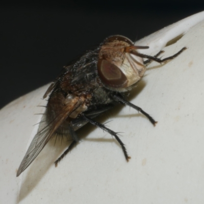 Calliphora sp. (genus) at WendyM's farm at Freshwater Ck. - 21 Feb 2023 by WendyEM