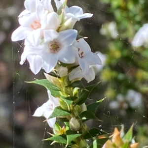 Epacris breviflora at Namadgi National Park - 25 Apr 2024 01:25 PM