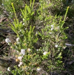 Epacris breviflora at Namadgi National Park - 25 Apr 2024 01:25 PM