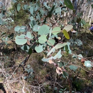 Eucalyptus dalrympleana subsp. dalrympleana at Namadgi National Park - 25 Apr 2024