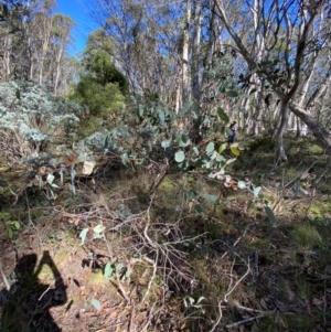 Eucalyptus dalrympleana subsp. dalrympleana at Namadgi National Park - 25 Apr 2024